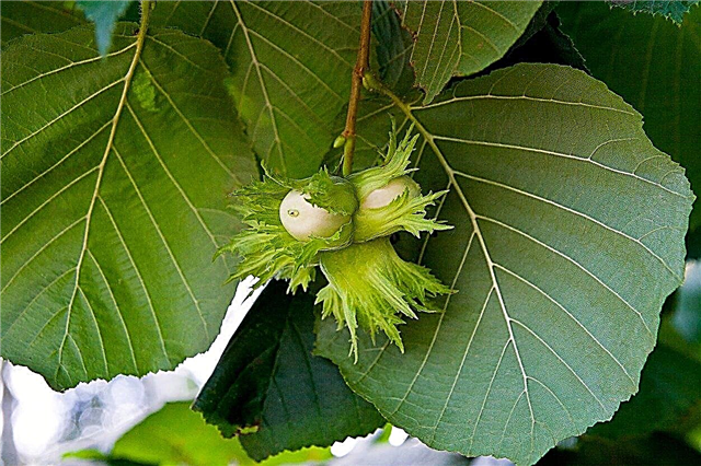 Vyöhykkeen 6 pähkinäpuut - parhaat pähkinäpuut vyöhykkeen 6 ilmastolle