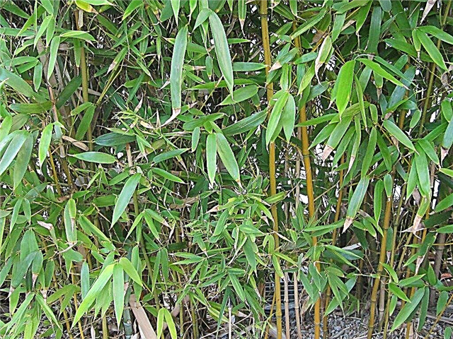 Hardy bambusplanter - voksende bambus i zone 6 haver