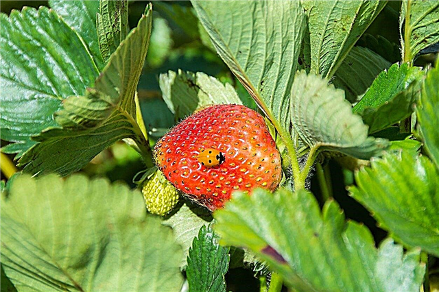 Protección de plantas de fresas: consejos para proteger las fresas de los insectos