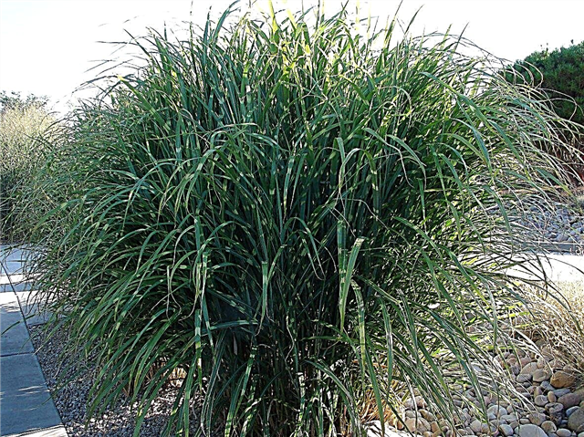 Nativní trávy zóny 5 - typy trávy pro podnebí zóny 5