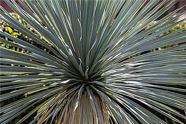 Hardy Yucca augi - Yucca audzēšana 6. zonas dārzos