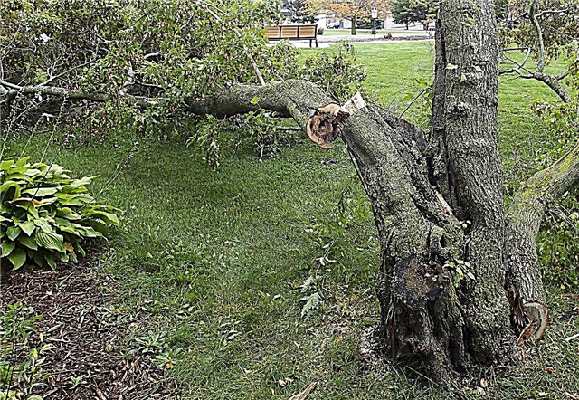 Plantas dañadas por el viento: consejos para ayudar a las plantas después de un tornado