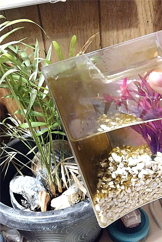 Tumbuhan disiram dengan air tangki ikan: Menggunakan air akuarium untuk mengairi tanaman