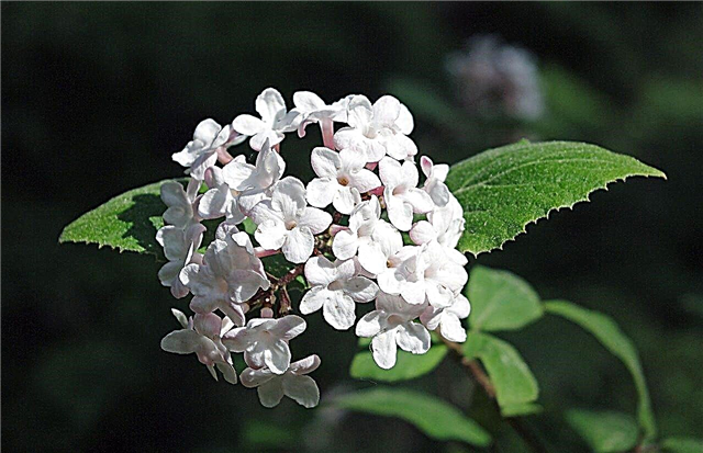 Koreanspice Viburnum Nega: Gojenje rastlin Viburnum Koreanspice