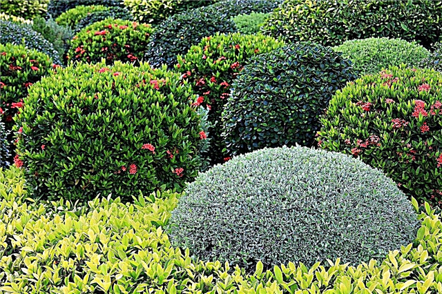 Büsche für das Klima der Zone 5 - Tipps zum Pflanzen von Sträuchern der Zone 5