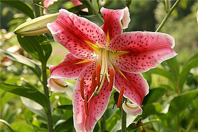 Oriental Lily Plant Care - Wie man orientalische Lilien im Garten züchtet