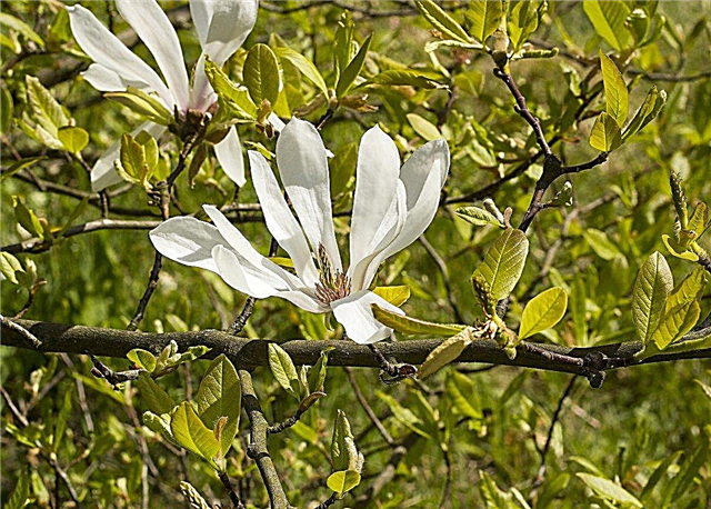 Árboles de Magnolia de la Zona 5 - Consejos para el cultivo de árboles de Magnolia en la Zona 5