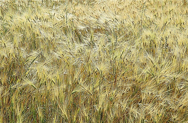 ¿Qué es la hierba de centeno de invierno ?: Cultivar centeno de invierno como cultivo de cobertura