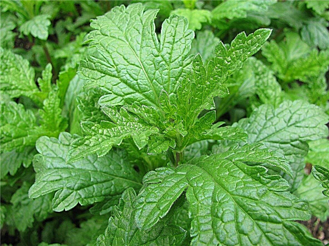 Vervain Herbal Information: Aprenda a cultivar plantas de Vervain Herb