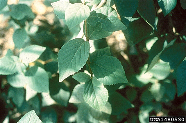رعاية جود الويبرنوم - كيف تنمو نبات جود الويبرنوم