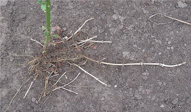 Menuai akar jelatang: Kegunaan untuk menyengat akar jelatang