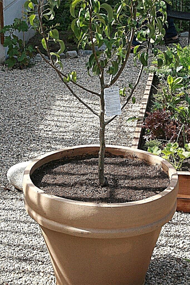 Können Pfirsichbäume in Töpfen wachsen: Tipps zum Anbau von Pfirsichen in einem Behälter