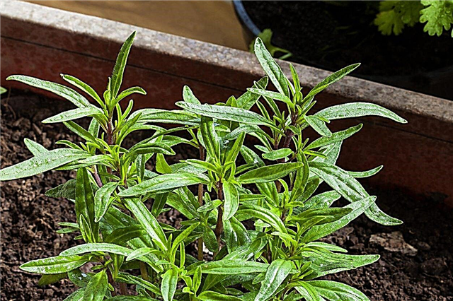 Cuidado de las plantas saladas de verano: consejos para cultivar hierbas saladas de verano