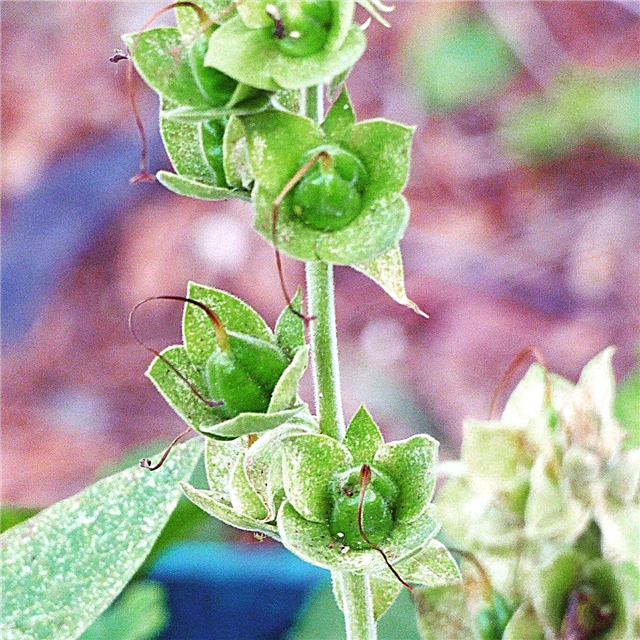 טיפול בחורף פוקסגלוב: למד על טיפוח צמחי פוקסגלוב בחורף