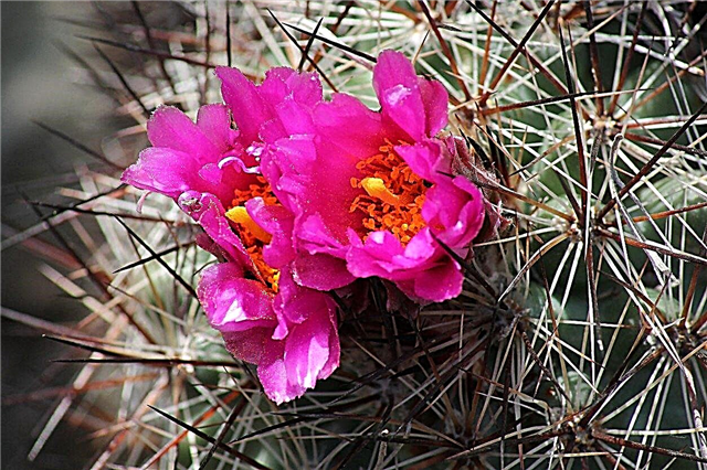 Cactus resistente al frío: plantas de cactus para jardines de la zona 5
