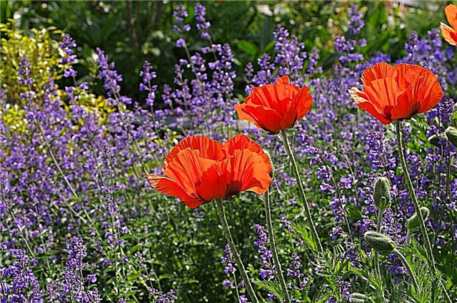 Bežné zóny 5 - trvalky - kvety pre záhrady zóny 5