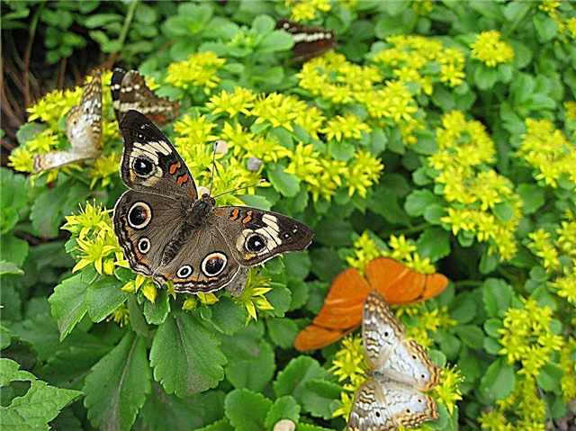 Jardinería de mariposas en la zona 5: plantas resistentes que atraen mariposas