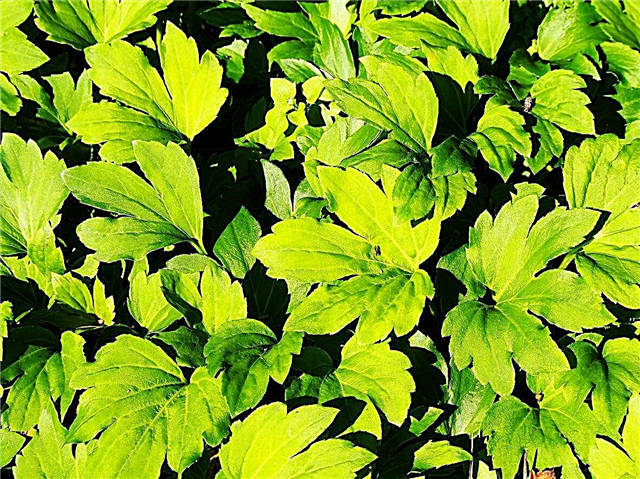 Vad är Mukdenia-växter: Tips om vård av en Mukdenia-växt
