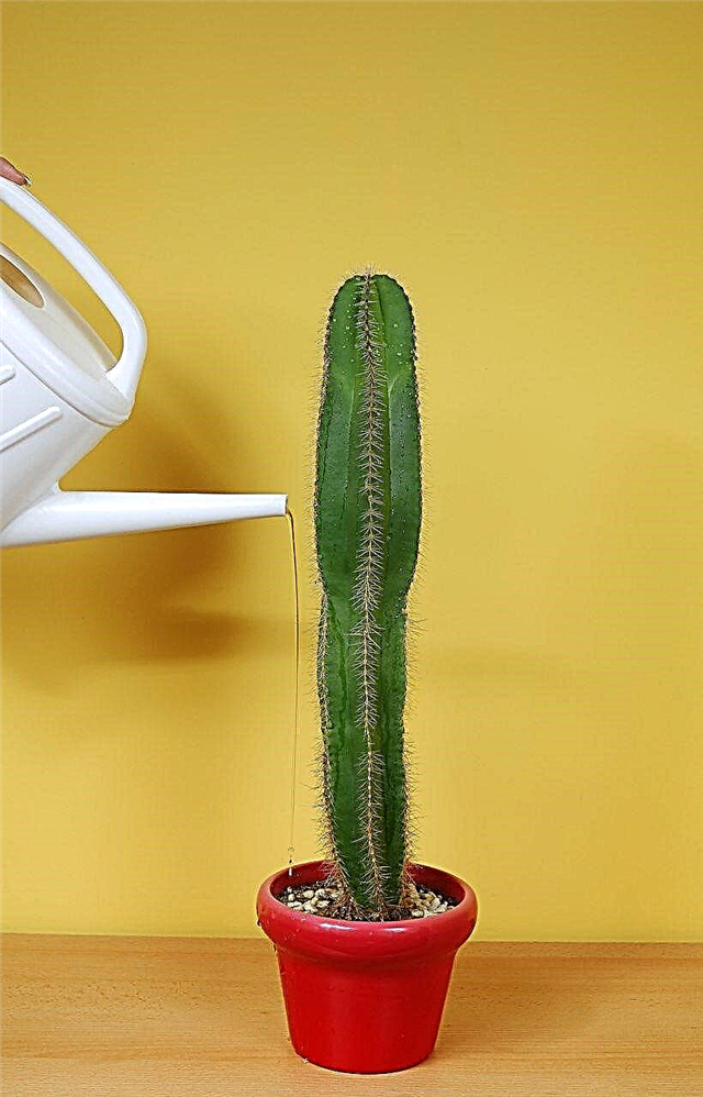 À quelle fréquence avez-vous besoin d'arroser une plante de cactus?