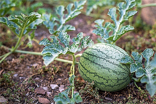 Eliminar la fruta de melón: cómo diluir las plantas de sandía