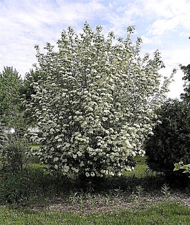 Datos de Blackhaw Tree - Aprenda sobre el cultivo de un Blackhaw Viburnum