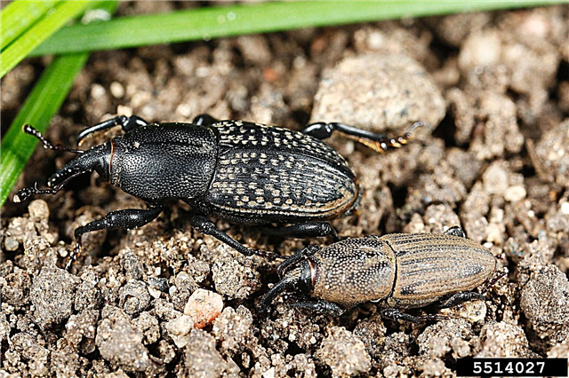 Rawatan Billbug Lawn - Petua Mengawal Billbug Di Rumput