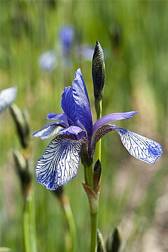 Kalte winterharte Irispflanzen - Auswahl der Iris für Gärten der Zone 5