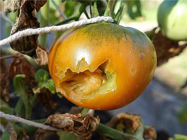Vogels eten mijn tomaten - Leer hoe je tomatenplanten kunt beschermen tegen vogels