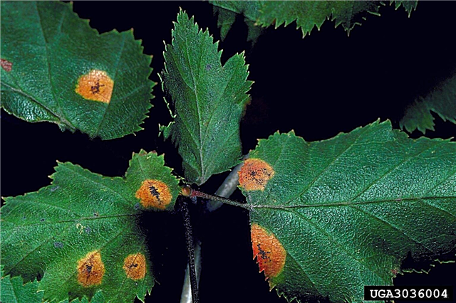 Was ist Cedar Hawthorn Rust: Identifizierung der Cedar Hawthorn Rust Disease
