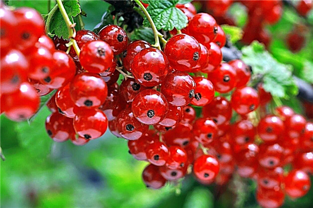 Zon 5 Beri - Memilih Tumbuhan Berry Dingin