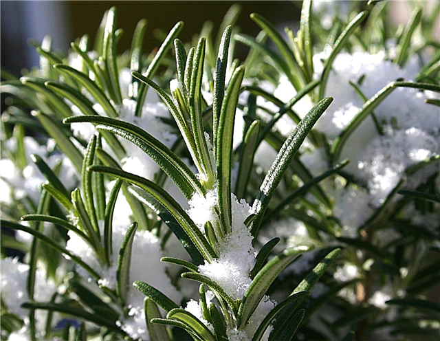 Überwinterung von Rosmarinpflanzen - So schützen Sie Rosmarin im Winter