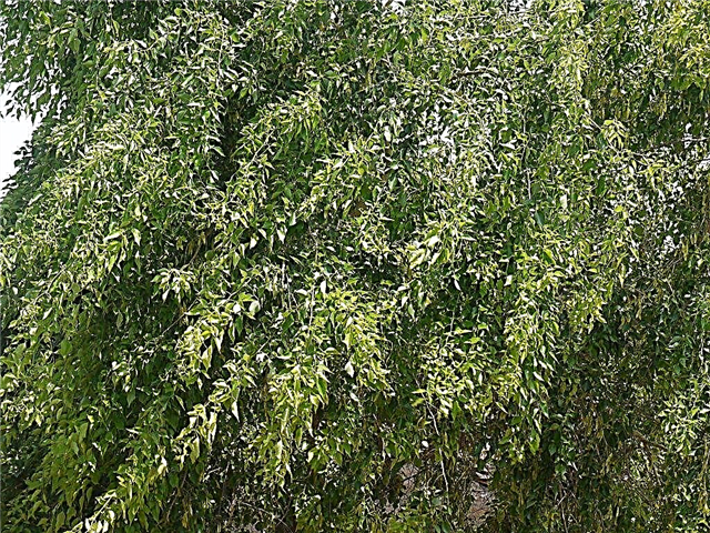 Dalbergia Sissoo Information - Erfahren Sie mehr über indische Palisanderbäume