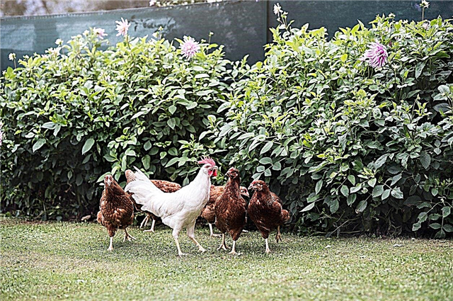 庭の植物と鶏：鶏から植物を守る方法