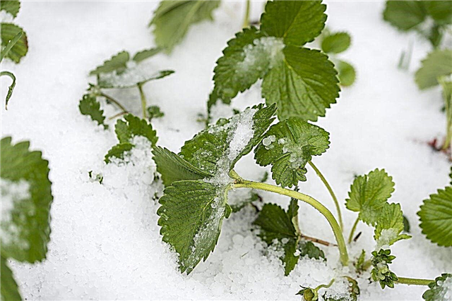 Winterizing พืชสตรอเบอร์รี่: คุณปกป้องพืชสตรอเบอร์รี่ในฤดูหนาวได้อย่างไร