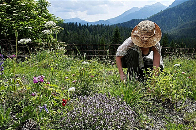 Hierbas resistentes al frío: consejos para plantar hierbas en jardines de la zona 5