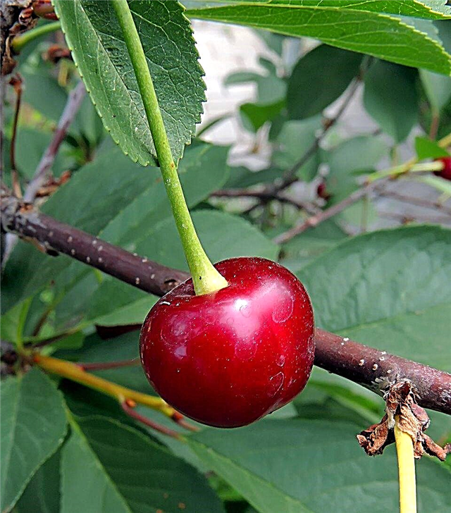 Hardy Cherry Trees - Cherry Trees For Zone 5 Gardens