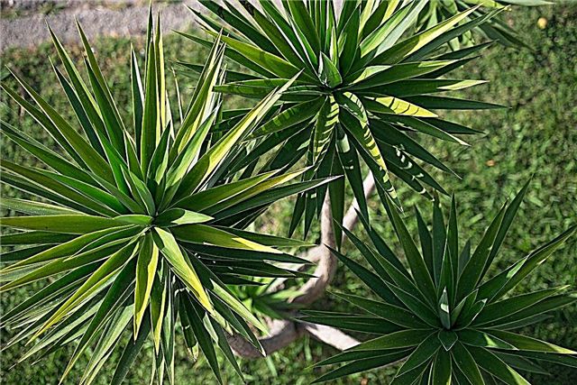 Vyöhyke 5: n Yucca-kasvit - Yuccan valitseminen vyöhykkeen 5 puutarhoihin