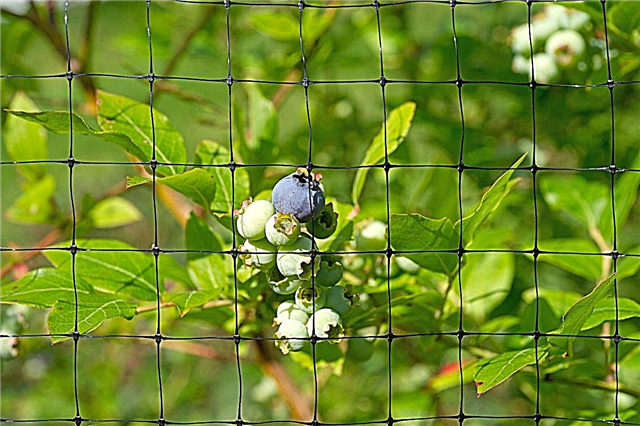 Blueberry Plant Protection: Hoe Blueberry Plants tegen vogels te beschermen