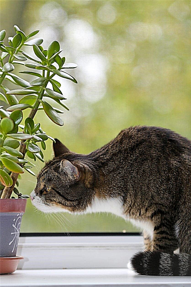 観葉植物の猫の抑止力：猫から観葉植物を守る