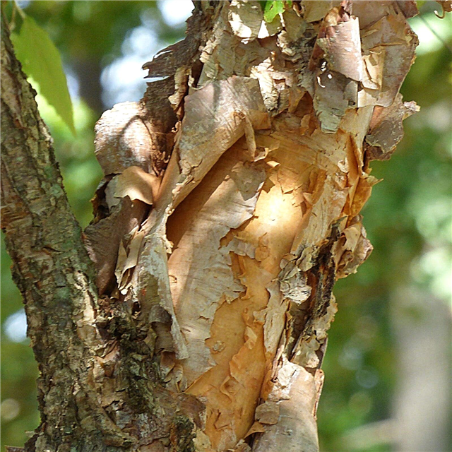 Pyntebark på træer: Valg af træer med prangende bark