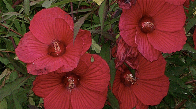 Hibiscus For Zone 5 Gardens: consejos sobre el cuidado de Hibiscus de Zone 5