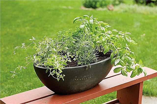 Cultiver des plantes herbacées ensemble: les meilleures herbes à pousser ensemble dans un pot