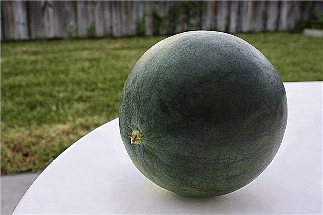 Zone 5 Wassermelonen - Erfahren Sie mehr über kalte, winterharte Wassermelonenpflanzen