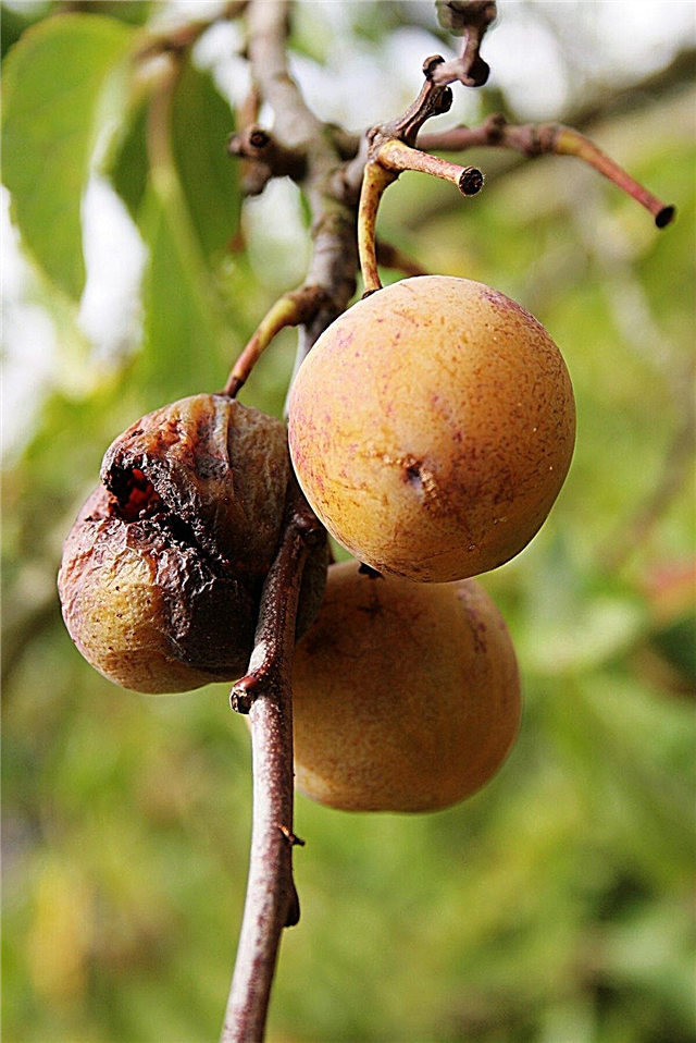 Prunes avec pourriture brune: en savoir plus sur le traitement de la pourriture brune chez les prunes