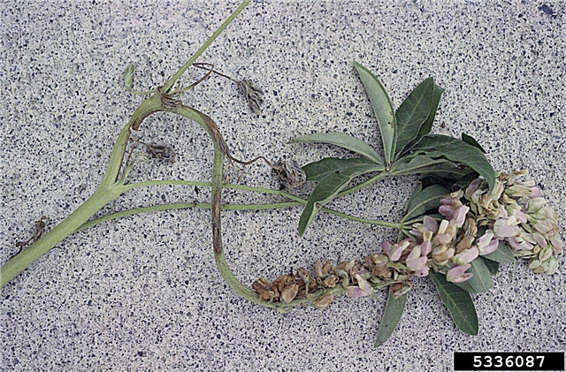 Lupinplantsygdomme - Bekæmpelse af sygdomme ved lupiner i haven