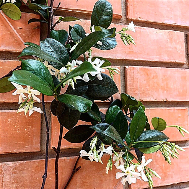 Cona 5 Jasmine rastline: nasveti za gojenje jasmina v coni 5