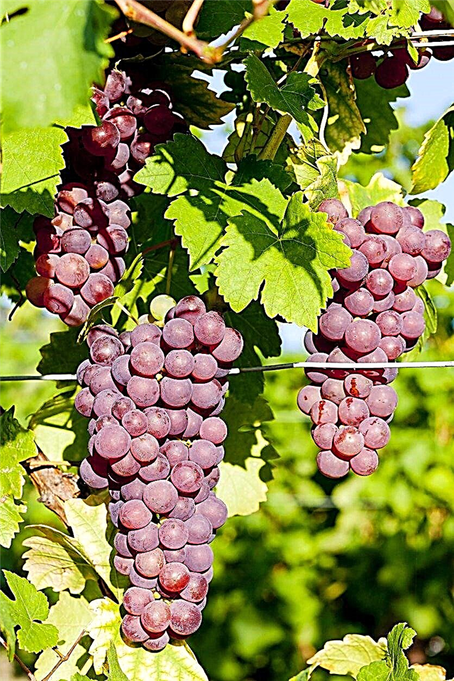 Variedades de uva de la Zona 5: Cultivo de uvas en los jardines de la Zona 5