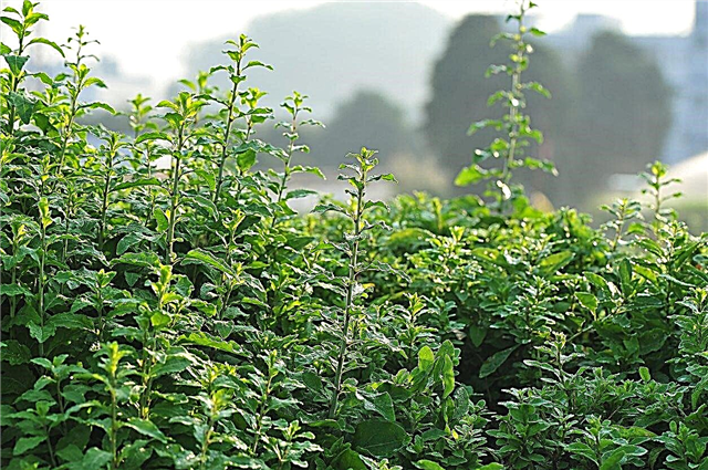 Vermehrung von Goji-Beerenpflanzen: So vermehren Sie Goji-Beeren-Samen und Stecklinge
