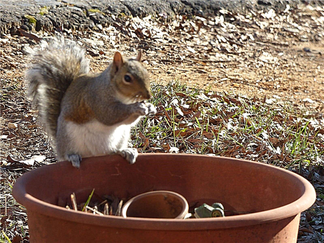 Plantes en pot et écureuils: apprenez à protéger les plantes en pot des écureuils