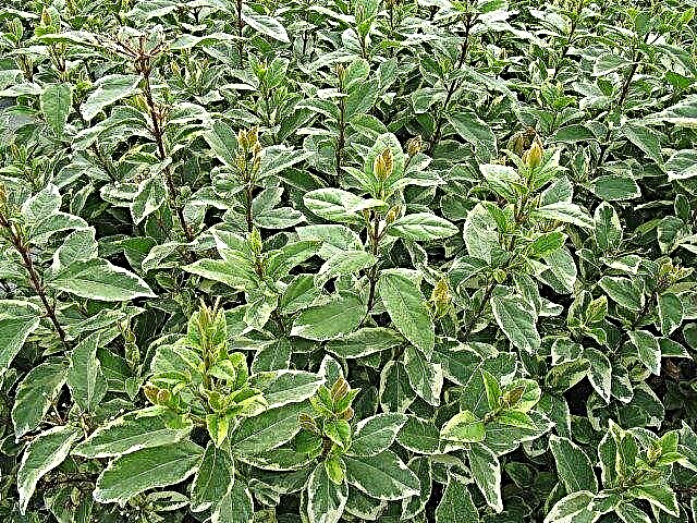 Різноманітні рослини каліни: поради щодо вирощування різнобарвних листя калини